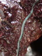 Image of Green Ribbon Worm