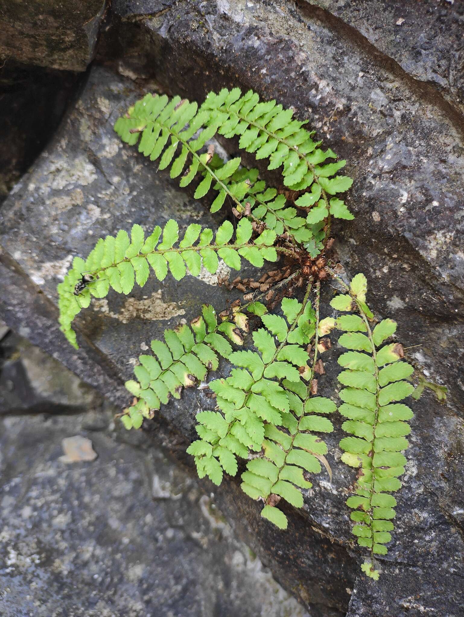 Plancia ëd Polystichum craspedosorum (Maxim.) Diels