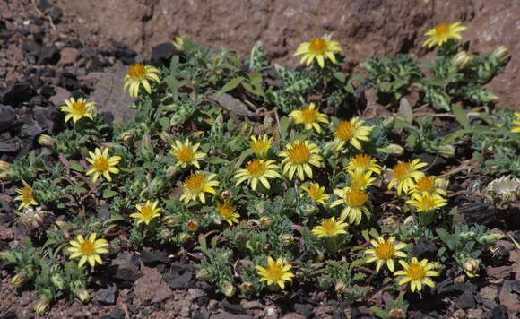 صورة Chaetanthera flabellata D. Don