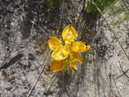 Image of Ceratandra grandiflora Lindl.