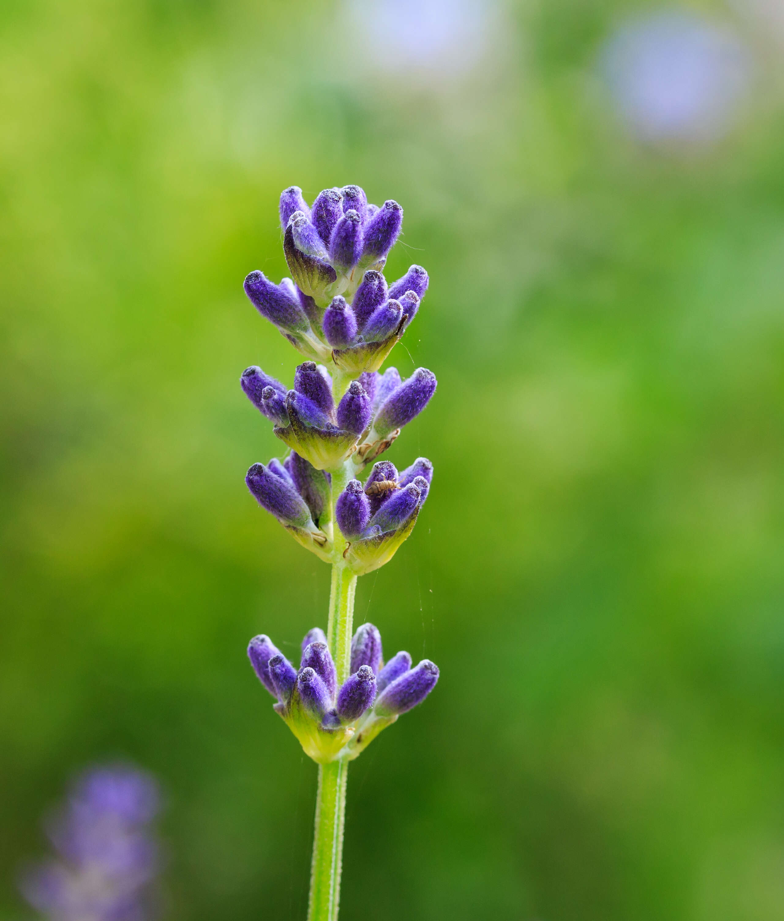 Image of Spike Lavendar