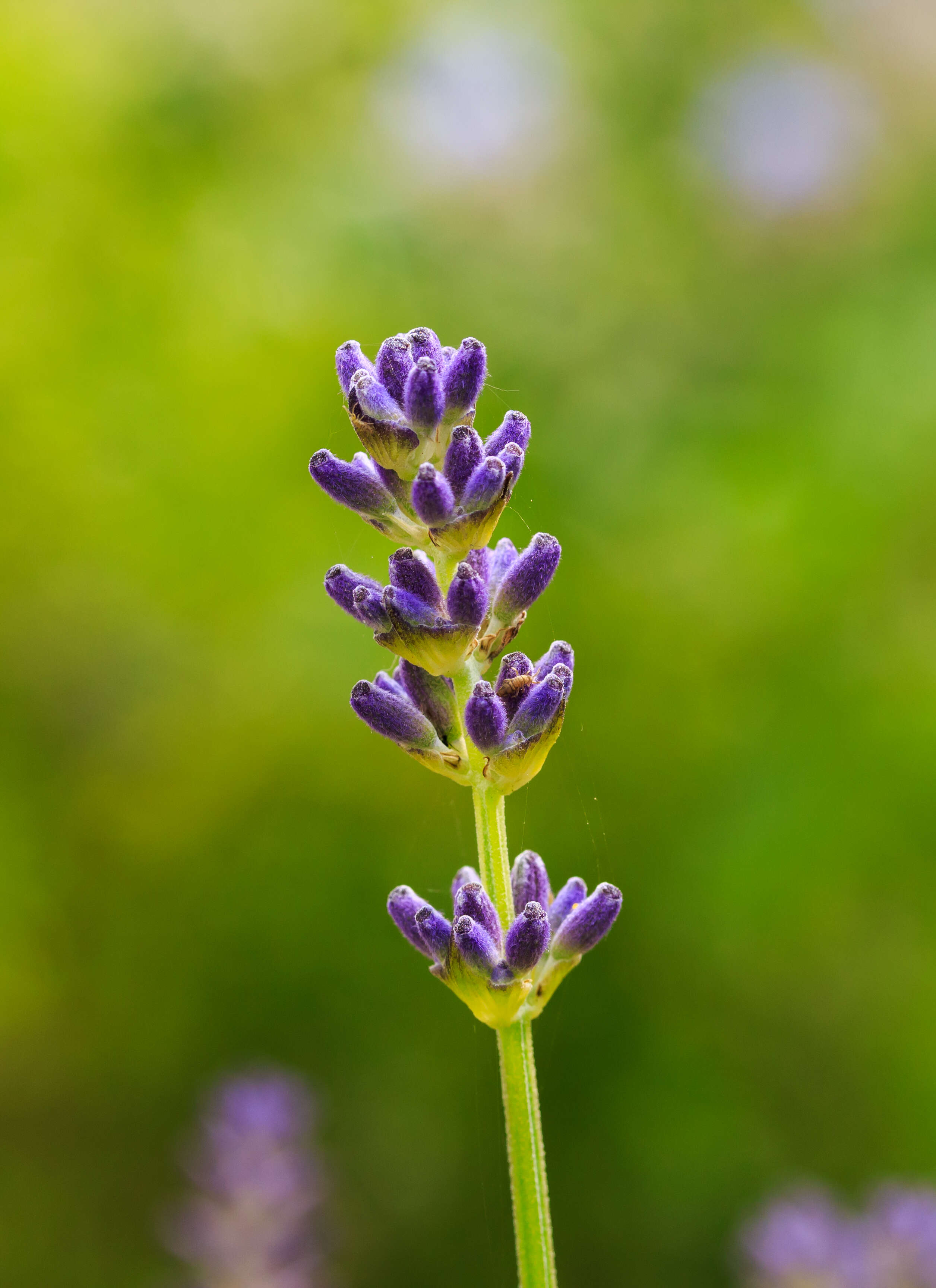 Image of Spike Lavendar