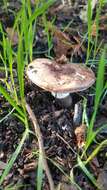 Imagem de Leucoagaricus cupresseus (Burl.) Boisselet & Guinb. 2001