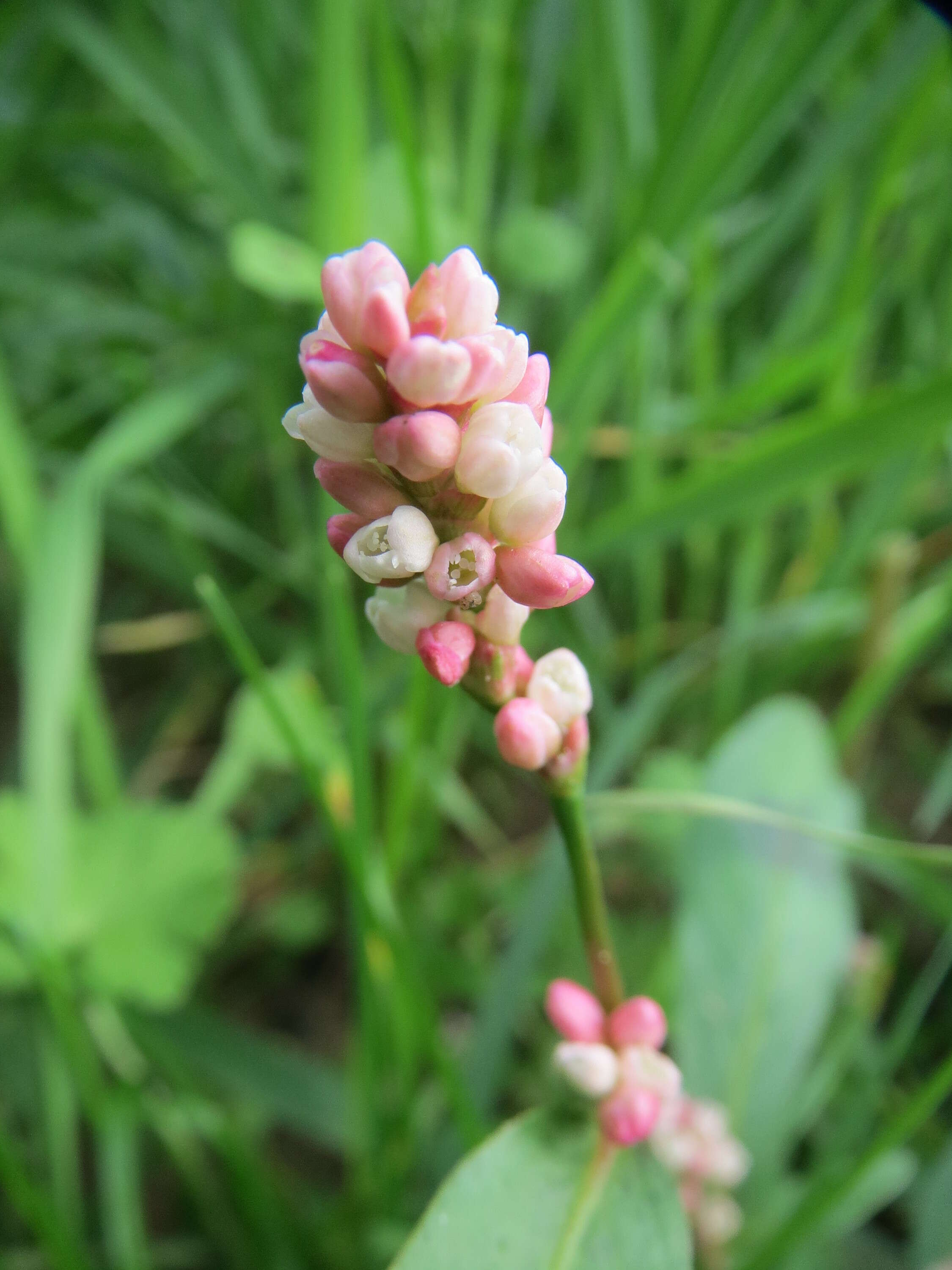 Image of Dock-Leaf Smartweed