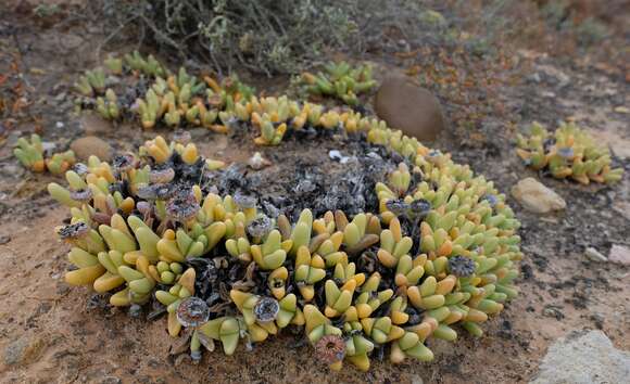 Image of Argyroderma fissum (Haw.) L. Bol.