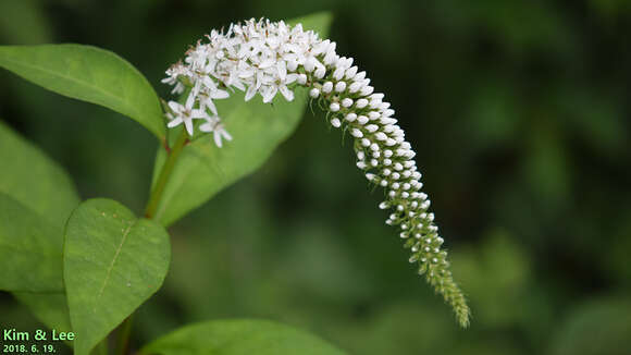 صورة Lysimachia clethroides Duby