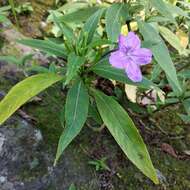 Ruellia jussieuoides Schltdl.的圖片