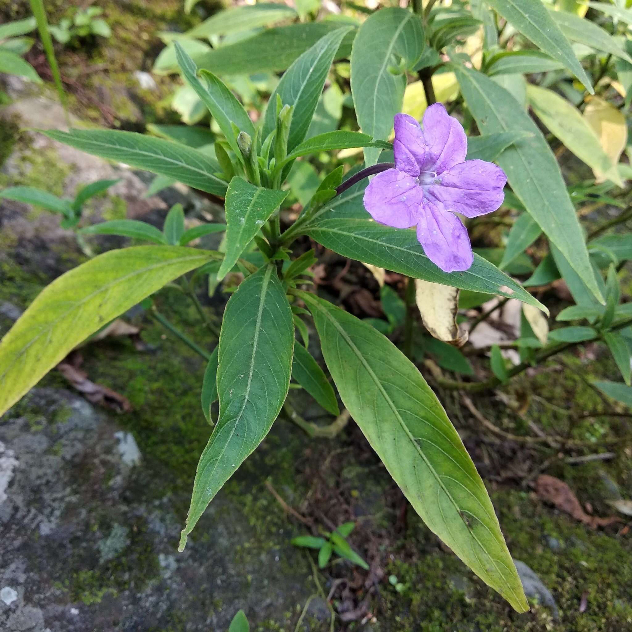 Imagem de Ruellia jussieuoides Schltdl.