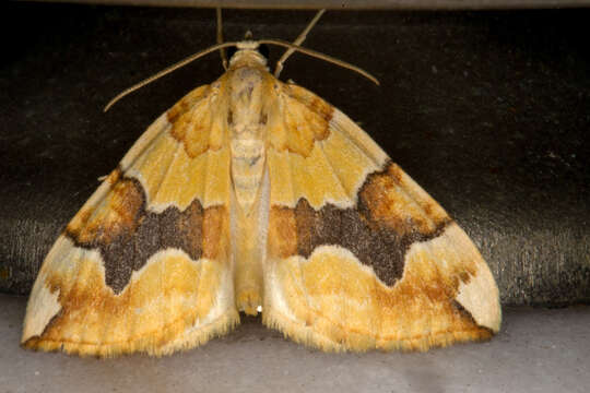 Image of barred yellow