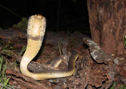 Image of Snouted cobra