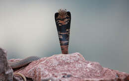 Image of Mozambique spitting cobra