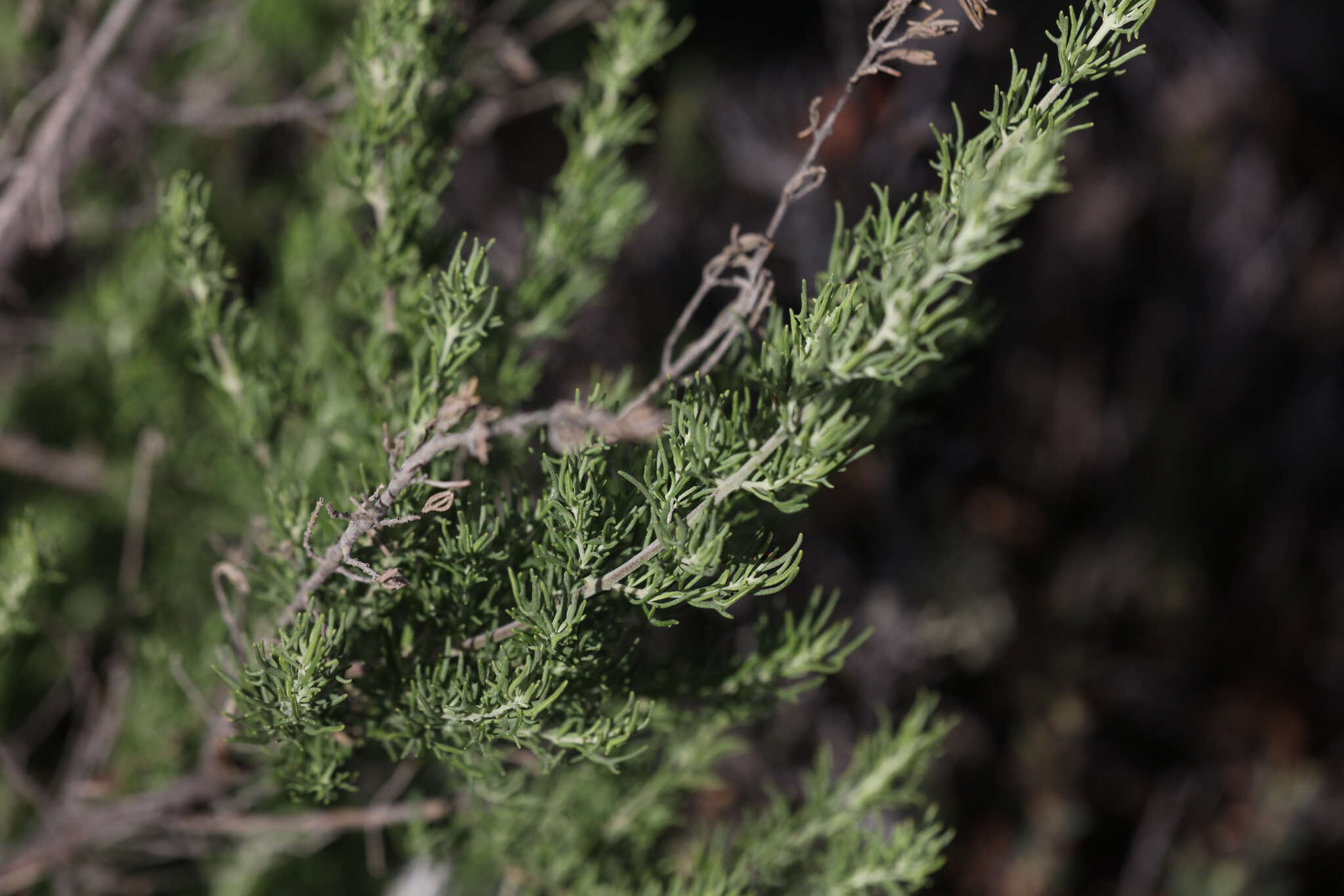 Image of Turpentine Mint-bush