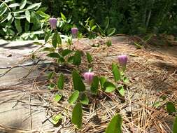 Imagem de Clematis reticulata Walt.