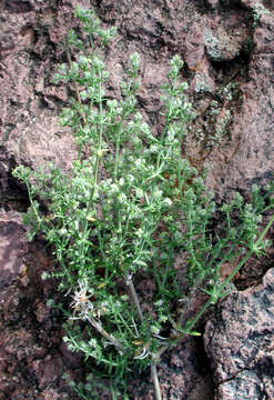 Plancia ëd Galium stellatum Kellogg