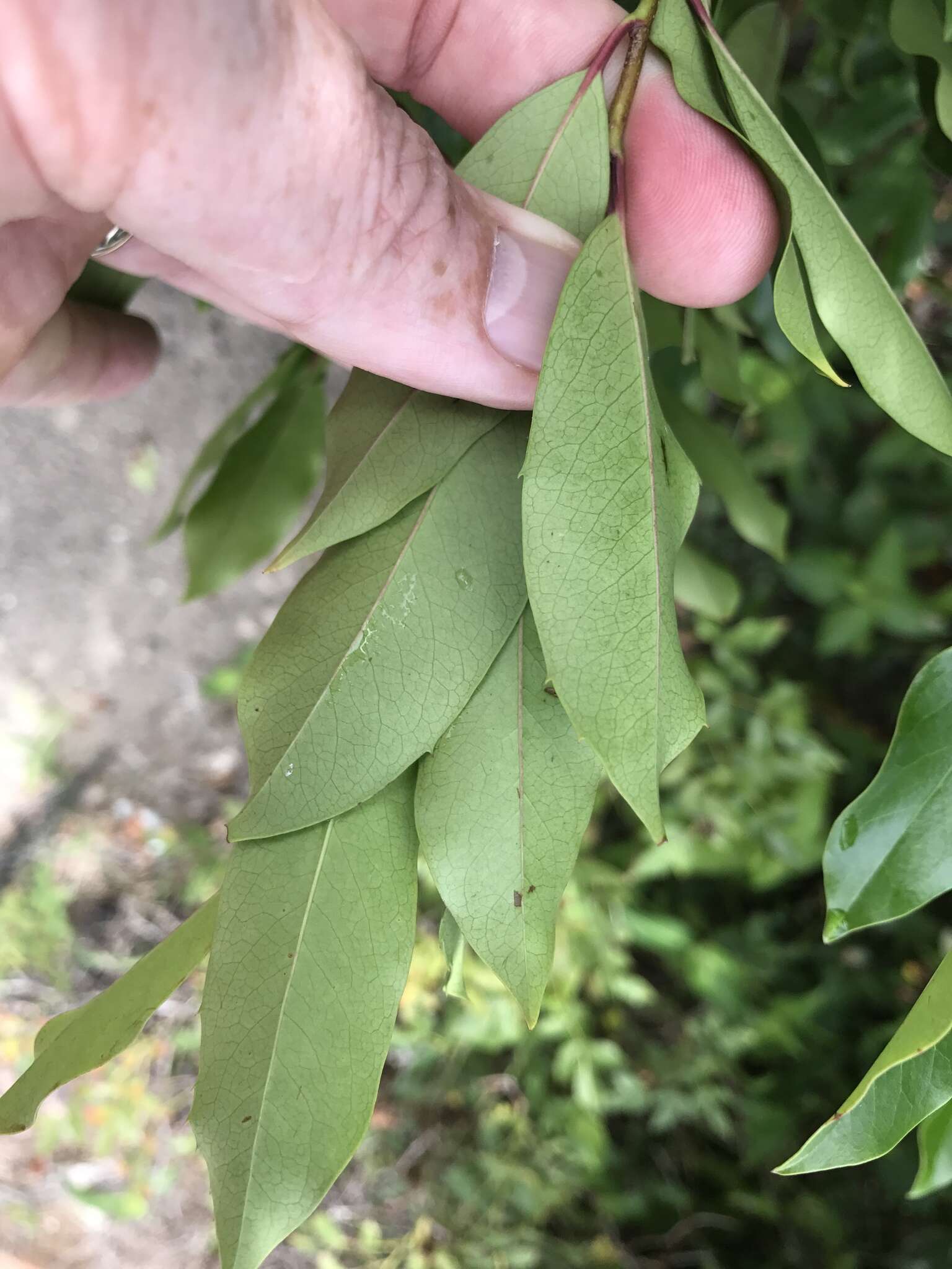 Prunus caroliniana (Mill.) Ait. resmi