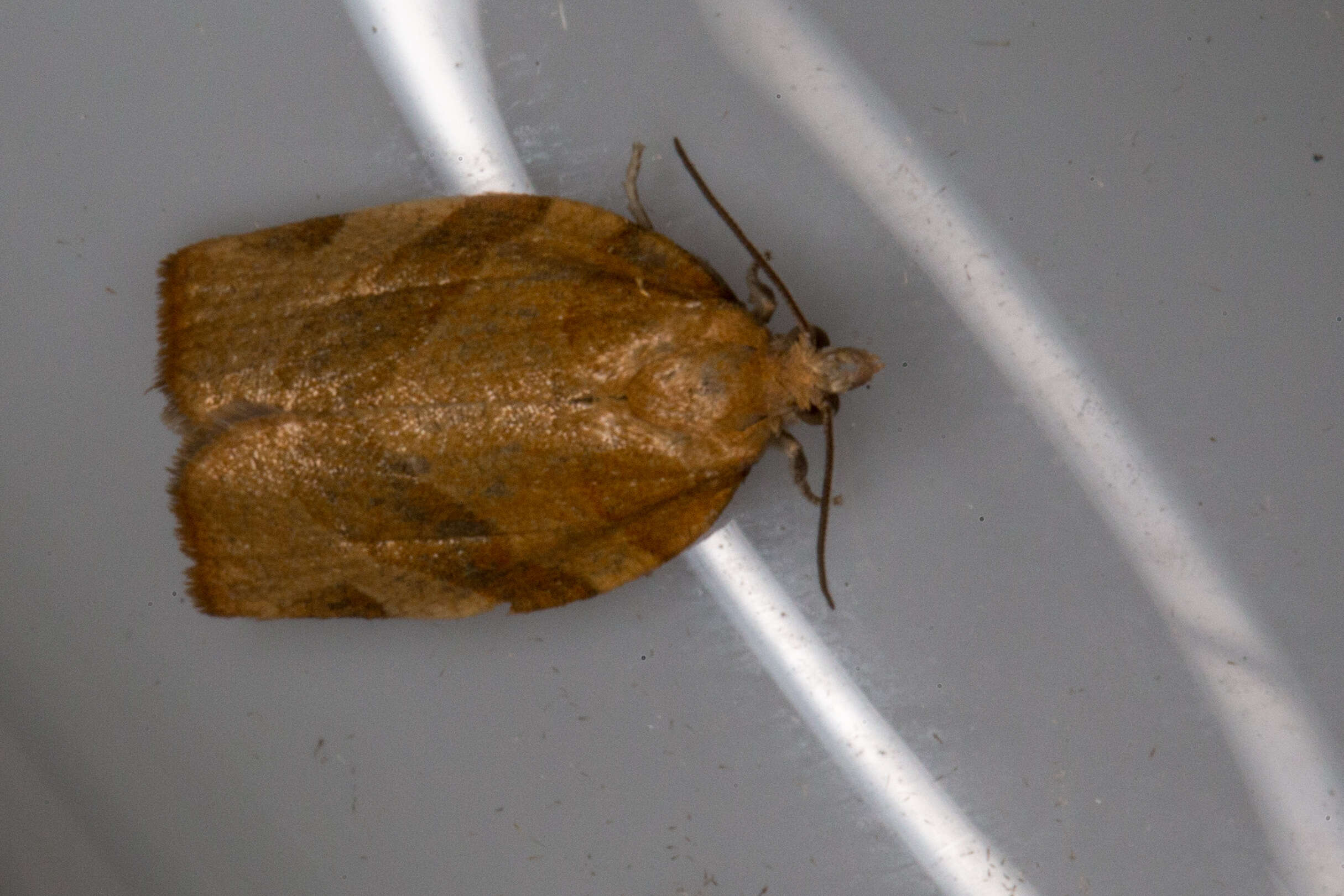 Image of barred fruit-tree tortrix