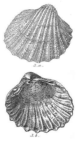 Image of Acanthocardia Gray 1851