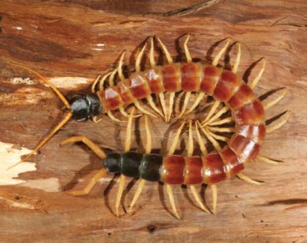 Image of Giant Redheaded Centipede