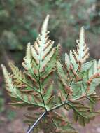 Image of Doryopteris concolor (Langsd. & Fisch.) Kuhn