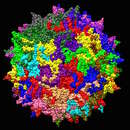 Imagem de Adeno-associated virus 2