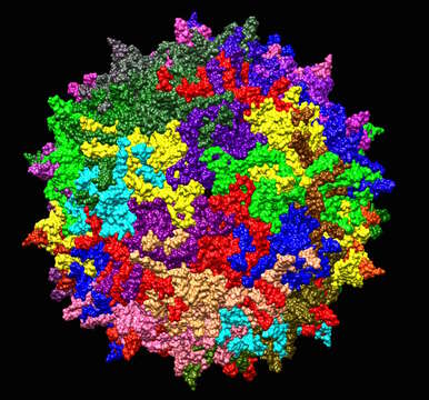 Image of Adeno-associated virus 2