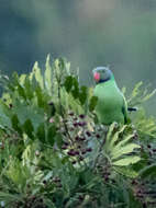 Image of Emerald-collared Parakeet