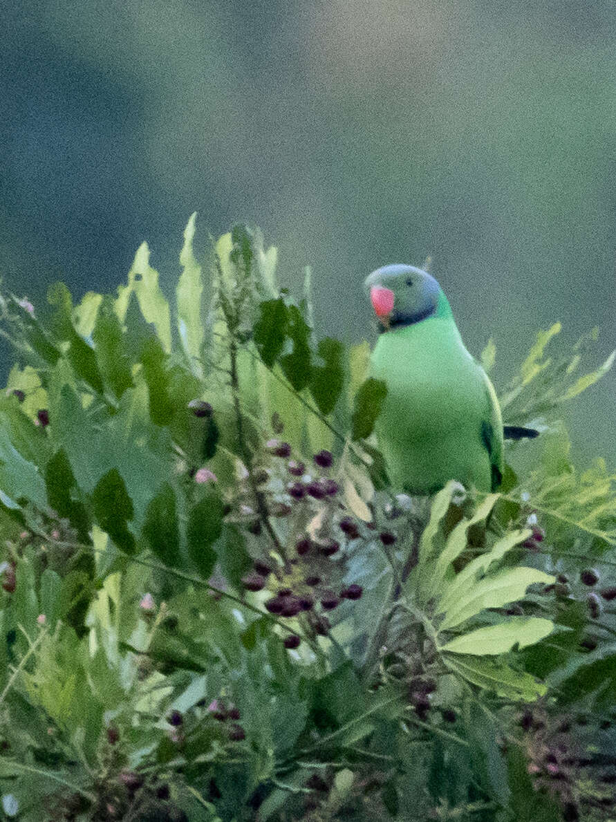 Image of Emerald-collared Parakeet