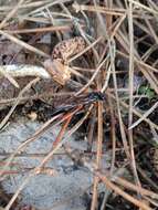 Image of Pimpla rufipes (Miller 1759)