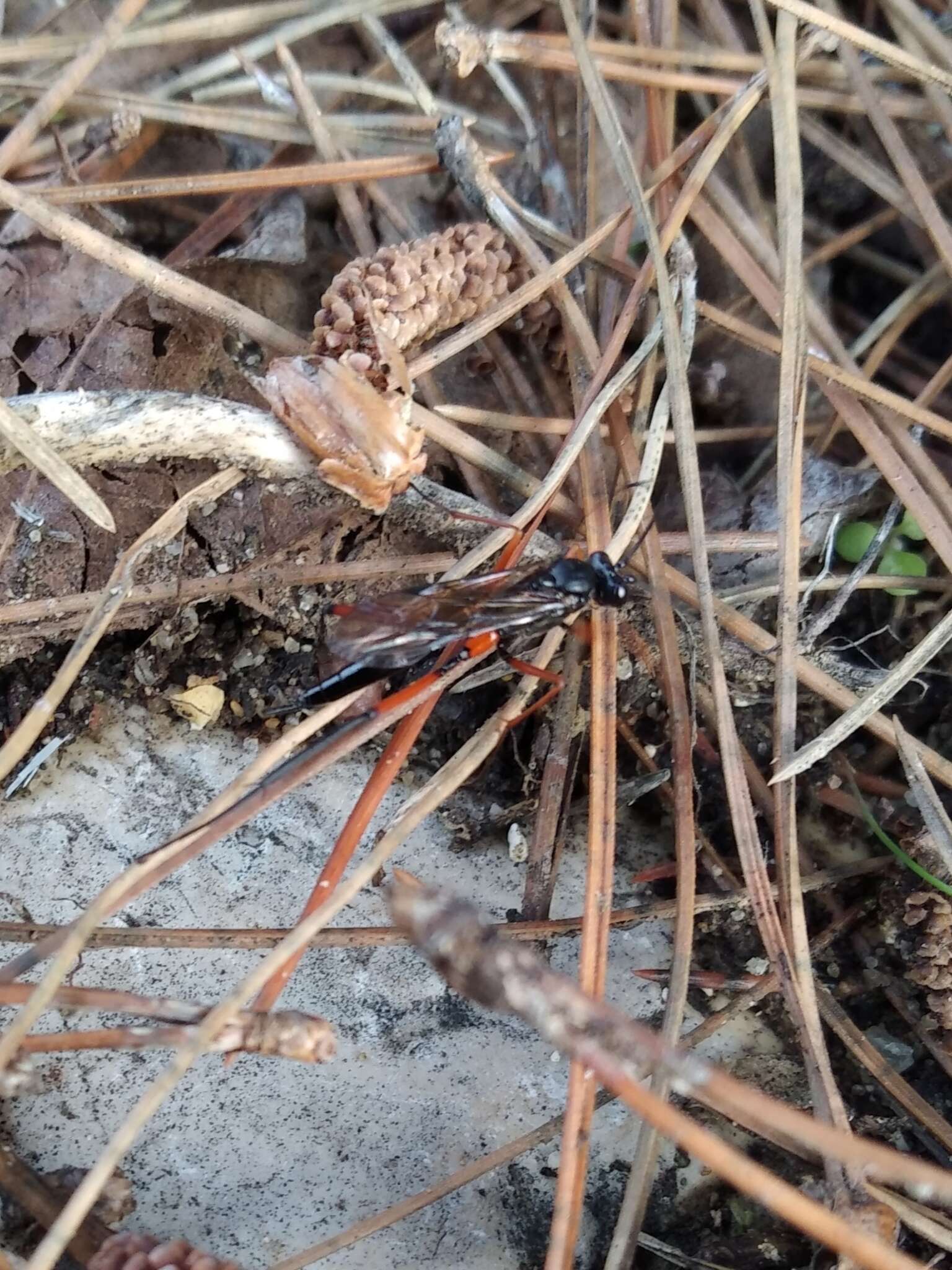 Image of Pimpla rufipes (Miller 1759)