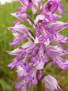 Image of Military orchid