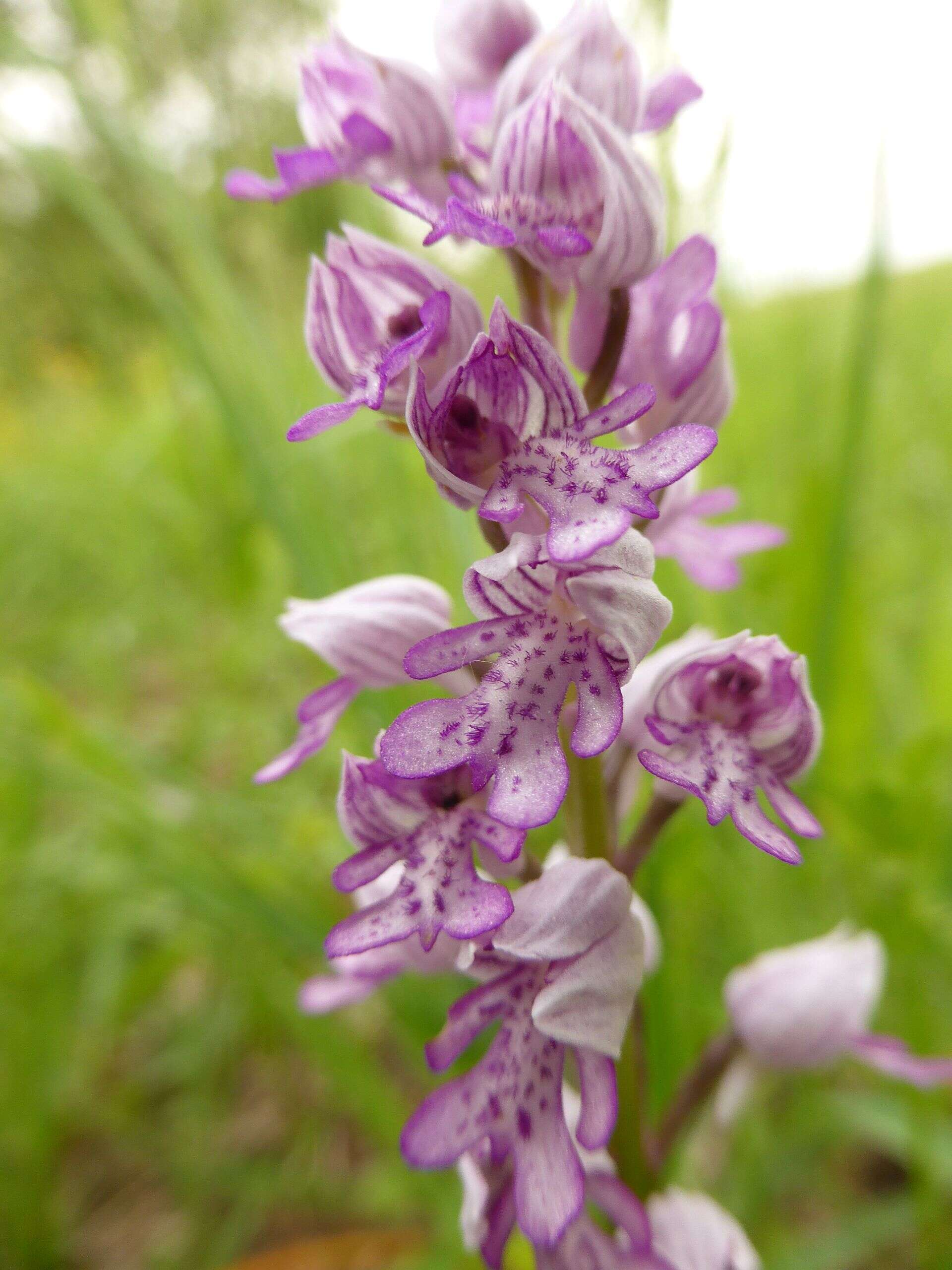 Image of Military orchid