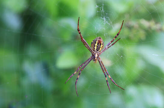 Image of St Andrews cross spider