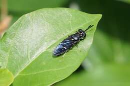 Image of Black Soldier Fly