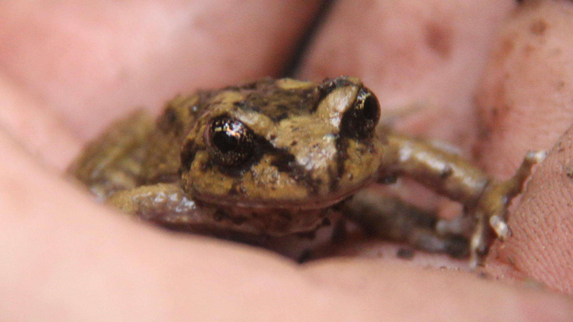 Image of Cabreria Spiny-chest Frog