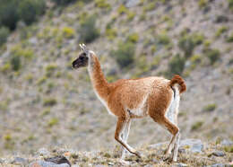 Image of Guanaco