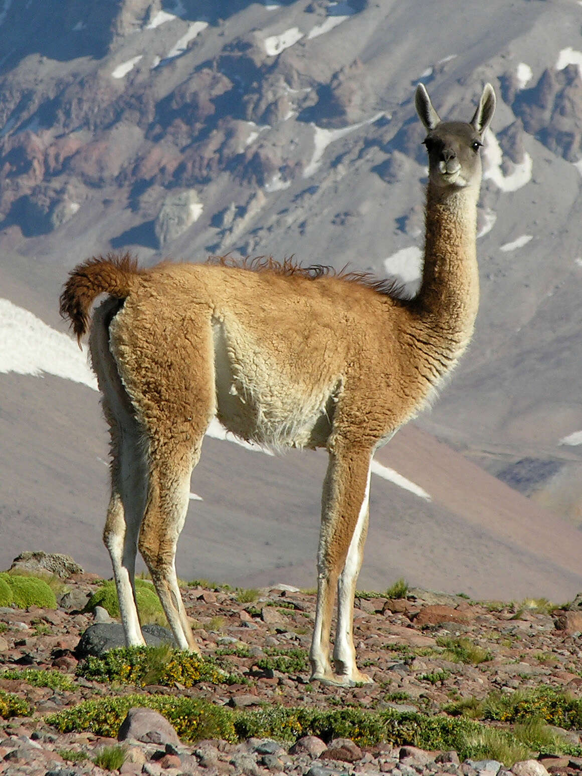 Image of Guanaco