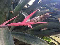 Image of Aechmea bromeliifolia (Rudge) Baker ex Benth. & Hook. fil.