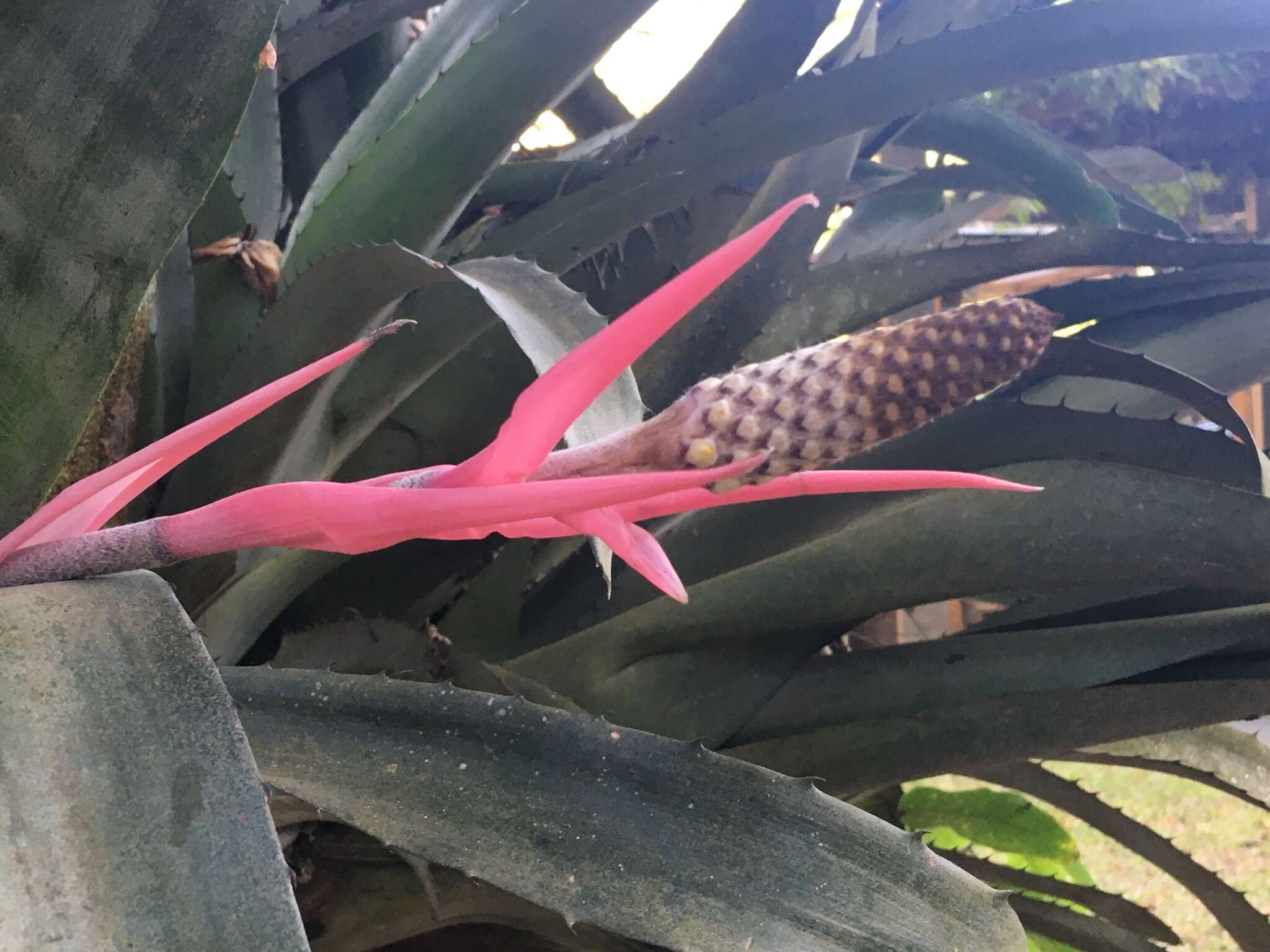 Image of Aechmea bromeliifolia (Rudge) Baker ex Benth. & Hook. fil.