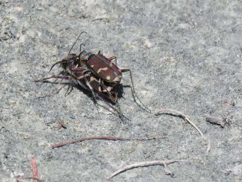 Image de Cicindela (Cicindela) limbalis Klug 1834