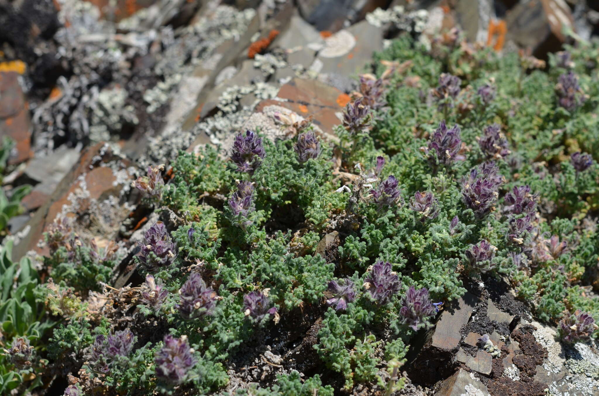 Image of Dracocephalum discolor Bunge