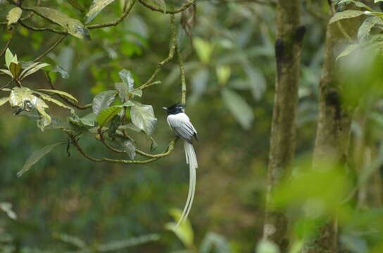 Image of Asian Paradise-Flycatcher