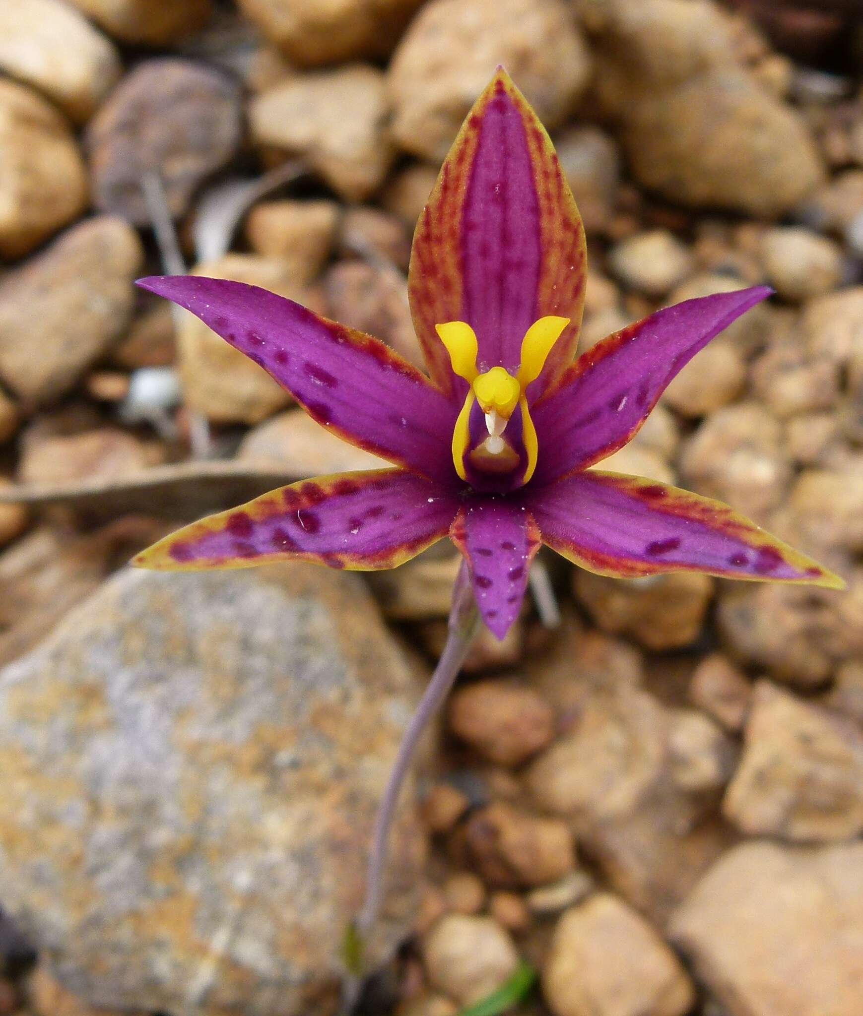 Image de Thelymitra speciosa Jeanes