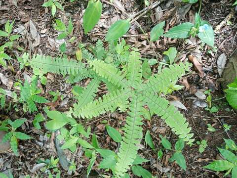 Image of Adiantum patens Willd.