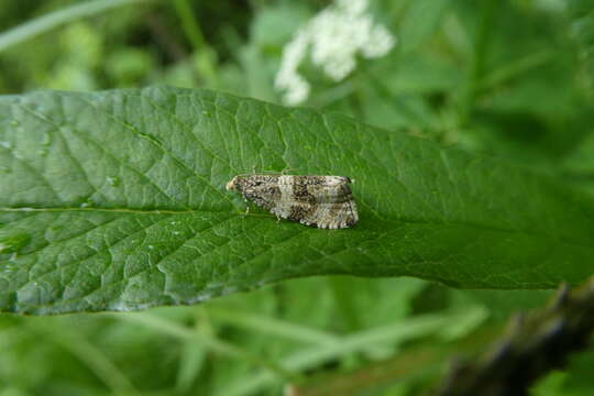 Слика од Olethreutes umbrosana (Freyer 1842)