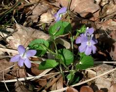 Image of common dog-violet