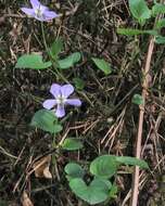 Image of common dog-violet