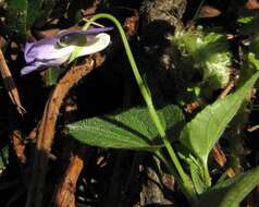 Image of common dog-violet