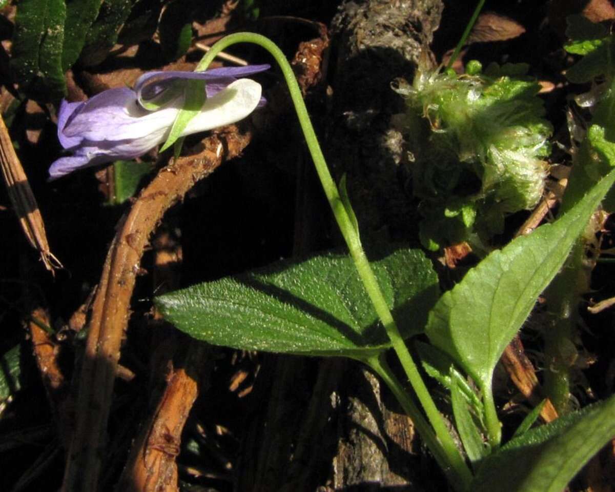 Image of common dog-violet