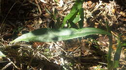 Plancia ëd Elaphoglossum conforme (Sw.) Schott