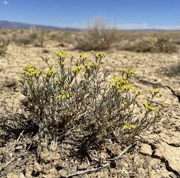 Imagem de Eriogonum contortum Small